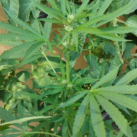 Rainbow Sherbet Autoflower