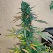 Auto Critical Orange Punch