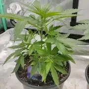 Eternity Grow Cup 2026