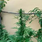Rainbow Sherbet Autoflower