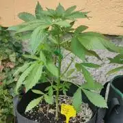 Auto Critical Orange Punch