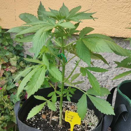 Auto Critical Orange Punch