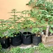 Auto Critical Orange Punch