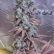 Eternity Grow Cup 2026
