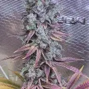 Eternity Grow Cup 2026
