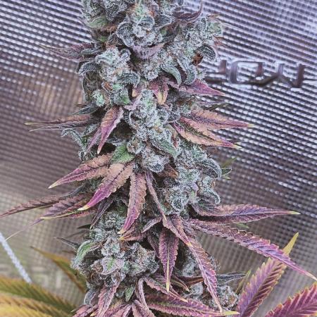Eternity Grow Cup 2026