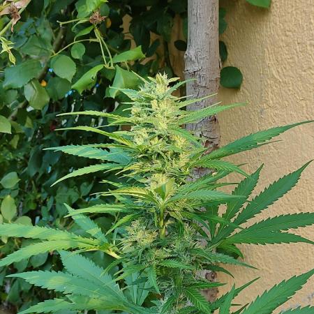 Auto Critical Orange Punch