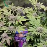 Eternity Grow Cup 2025