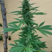 Auto Critical Orange Punch