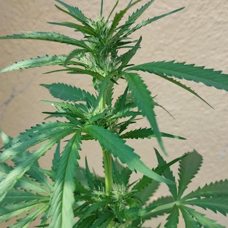 Auto Critical Orange Punch