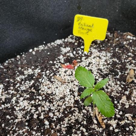 Auto Critical Orange Punch