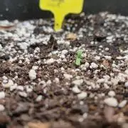 Auto Critical Orange Punch