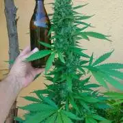 Auto Critical Orange Punch