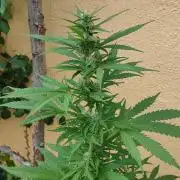 Auto Critical Orange Punch