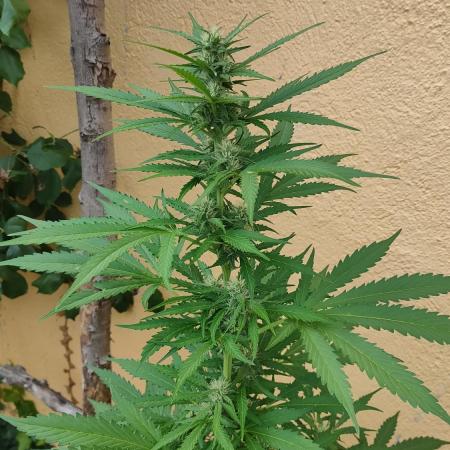Auto Critical Orange Punch