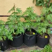 Rainbow Sherbet Autoflower