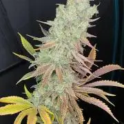Eternity Grow Cup 2026