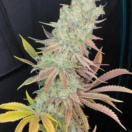 Eternity Grow Cup 2026