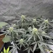 Mephisto Funky Blues Organic