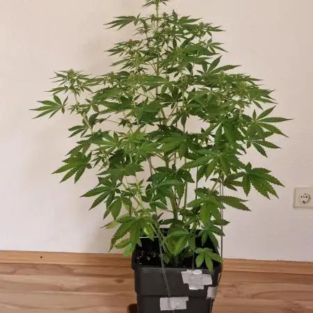 Auto AK 47 XL (Outdoor) Contest Plant #2