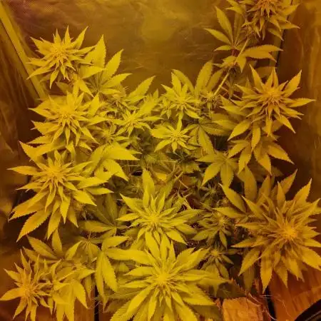 Gorilla Melon (Outdoor to Indoor)