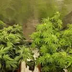 Biscotti Gelato (Indoor) FastBuds