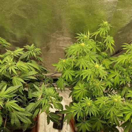 Biscotti Gelato (Indoor) FastBuds