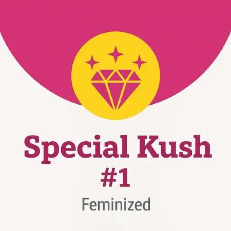 Special Kush #1 (Indoor) RQS