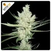 Amnesia Haze | Dutchfem