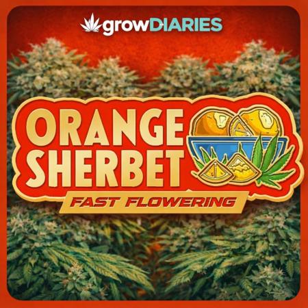 Orange Sherbet FF | Fastbuds