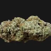 Biscotti Gelato (Indoor) FastBuds