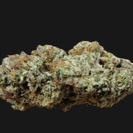 Biscotti Gelato (Indoor) FastBuds