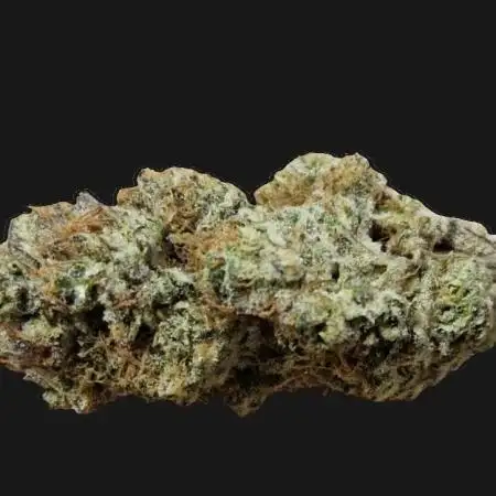 Biscotti Gelato (Indoor) FastBuds