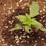 Do-Si-Dos (Indoor) Zamnesia