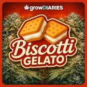 Biscotti Gelato | Fastbuds