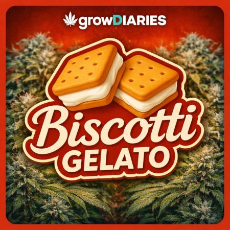 Biscotti Gelato | Fastbuds