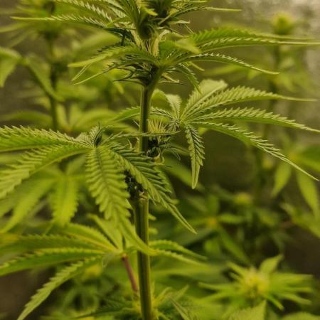 Lemon Cherry Runtz (Indoor) FastBuds