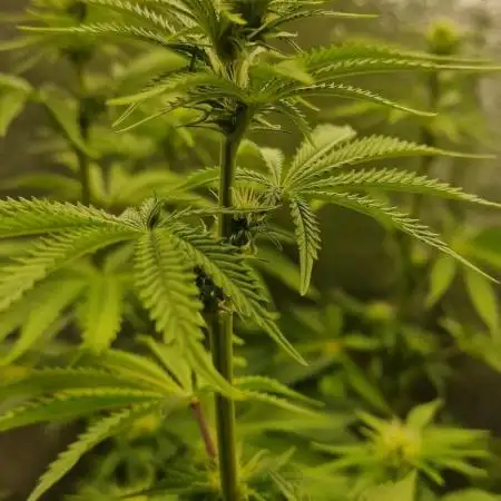 Lemon Cherry Runtz (Indoor) FastBuds