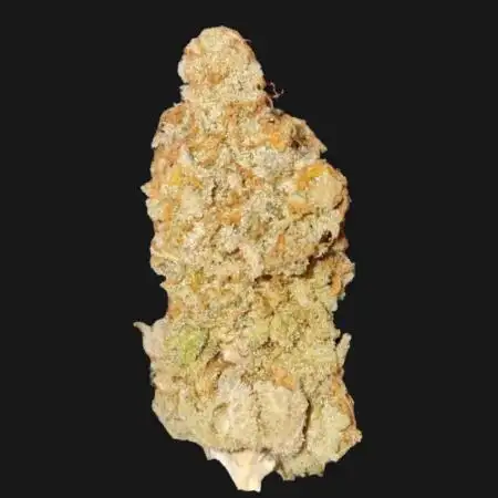 FFNA2411 * Fastbuds Tester