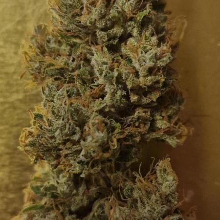 Auto Fractal (Outdoor) Contest Plant #1