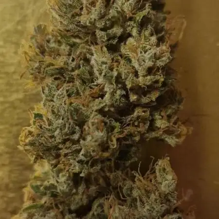 Auto Fractal (Outdoor) Contest Plant #1