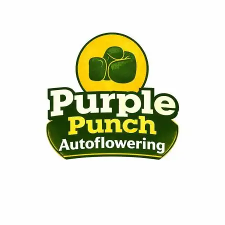 Purple Punch Auto (Royal Queen Seeds)