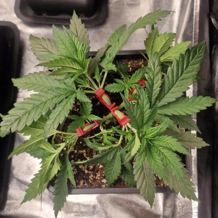 Bokito Banana Kush (Indoor) Dutchfem