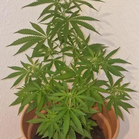 Green Crack F1 (Outdoor)