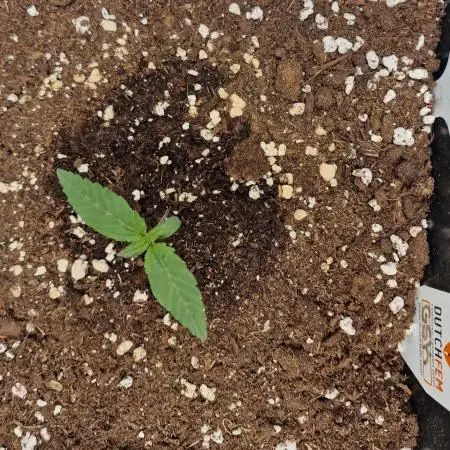 Girl Scout Kush (Indoor) Dutchfem