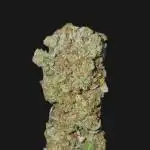 Gorilla Melon (Outdoor to Indoor)