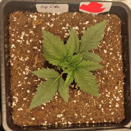 Spooky OG (Indoor) Pure Instinto