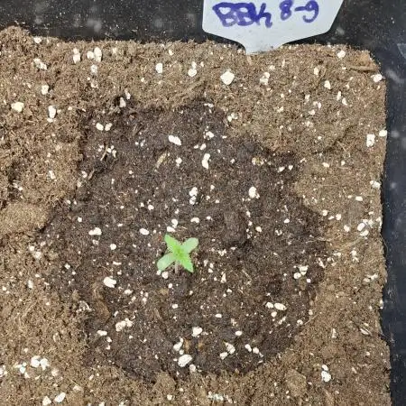 Bokito Banana Kush (Indoor) Dutchfem