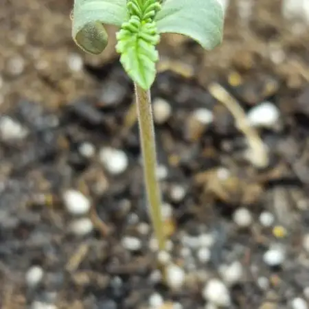 Tropicana Cookies (Indoor) Fastbuds