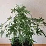 Auto Fractal (Outdoor) Contest Plant #1